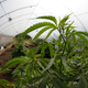 A small growing operation in Mendocino County. AP Photo/Eric Risberg, File